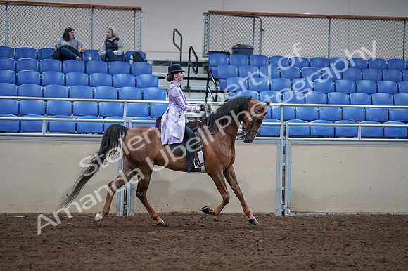 2020 - AB Morgan Horse - Fri, Sept 04 - 05106