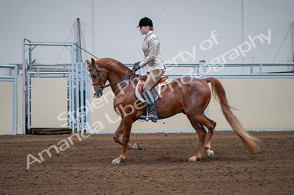 2020 - AB Morgan Horse - Fri, Sept 04 - 01645