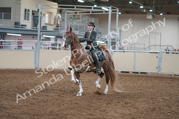 2020 - AB Morgan Horse - Sat, Sept 05 - 12948