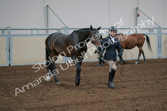 2020 - AB Morgan Horse - Fri, Sept 04 - 00816