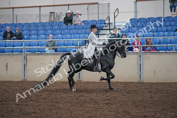 2019 Morgan Horse Show - Aug 31, 2019 - 09515
