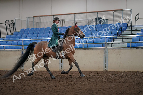 2019 Morgan Horse Show - Aug 30, 2019 - 28248