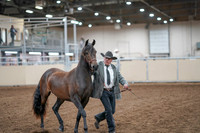 2020 - AB Morgan Horse - Fri, Sept 04 - 08563