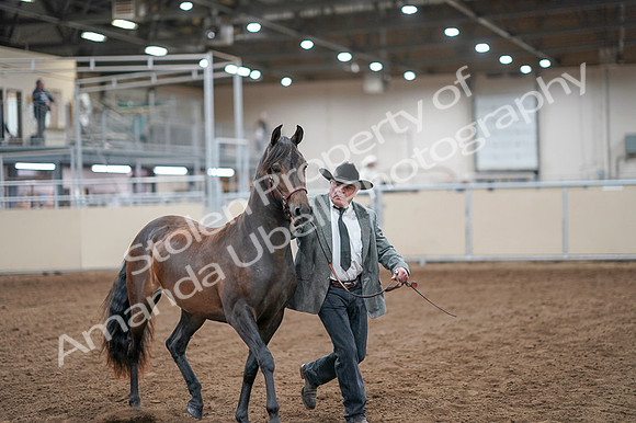 2020 - AB Morgan Horse - Fri, Sept 04 - 08563