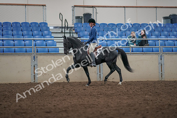 2019 Morgan Horse Show - Aug 31, 2019 - 07280