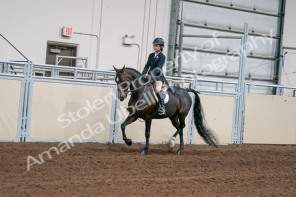 2020 - AB Morgan Horse - Fri, Sept 04 - 02001