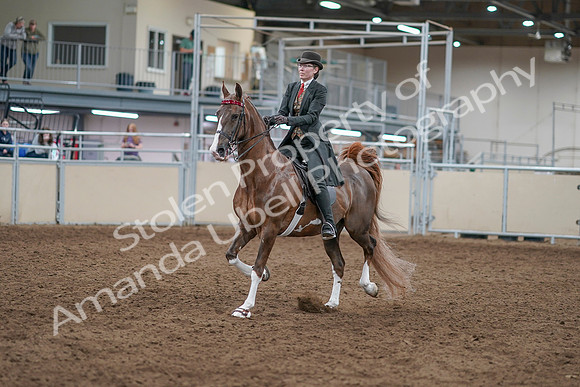 2020 - AB Morgan Horse - Sat, Sept 05 - 12952