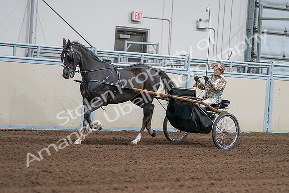2020 - AB Morgan Horse - Sat, Sept 05 - 05870