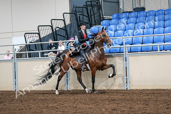 2020 - AB Morgan Horse - Sat, Sept 05 - 06787