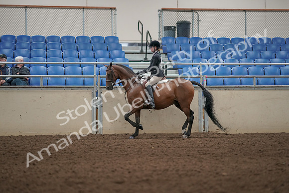 2019 Morgan Horse Show - Aug 31, 2019 - 04972
