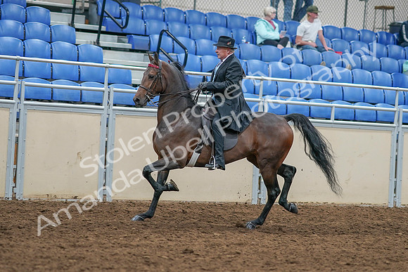 2020 - AB Morgan Horse - Sat, Sept 05 - 07914