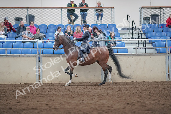 2019 Morgan Horse Show - Aug 31, 2019 - 20492