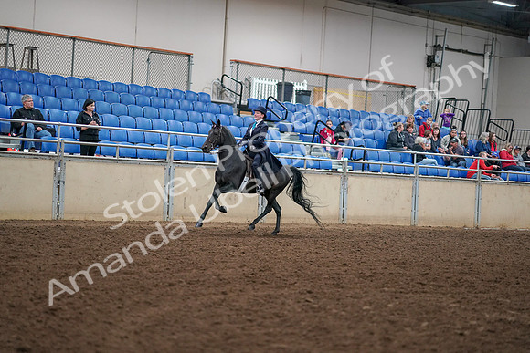 2019 Morgan Horse Show - Aug 30, 2019 - 12316