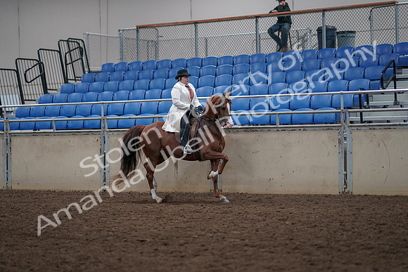 2019 Morgan Horse Show - Aug 31, 2019 - 17959