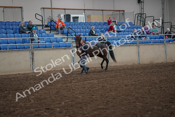 2019 Morgan Horse Show - Aug 31, 2019 - 03936