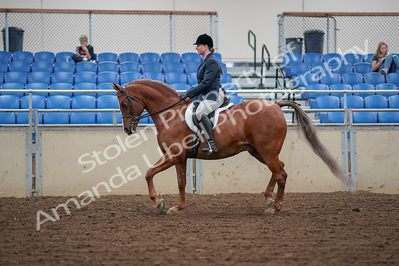 2019 Morgan Horse Show - Aug 30, 2019 - 16015