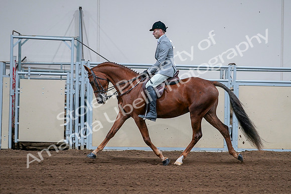 2020 - AB Morgan Horse - Fri, Sept 04 - 01618