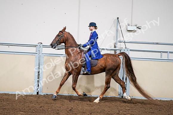 2020 - AB Morgan Horse - Fri, Sept 04 - 04985