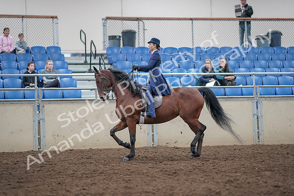 2019 Morgan Horse Show - Aug 31, 2019 - 09298