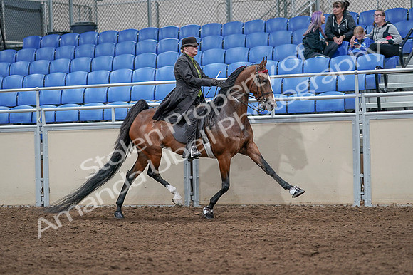 2020 - AB Morgan Horse - Fri, Sept 04 - 09809