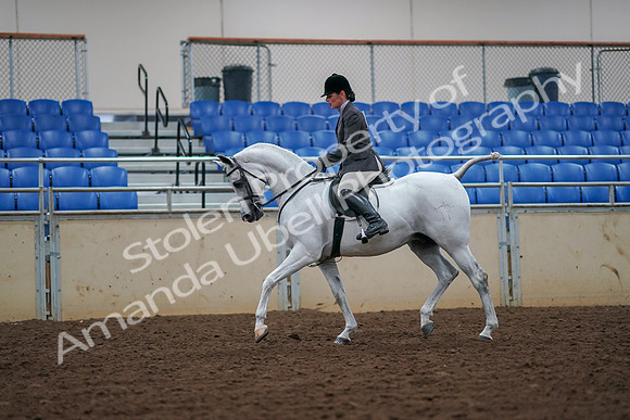 2019 Morgan Horse Show - Aug 30, 2019 - 17366