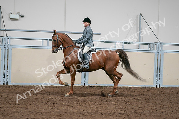 2020 - AB Morgan Horse - Sat, Sept 05 - 03038