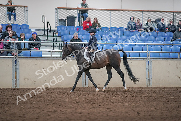 2019 Morgan Horse Show - Aug 31, 2019 - 19508