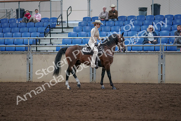 2019 Morgan Horse Show - Sept 01, 2019 - 07180