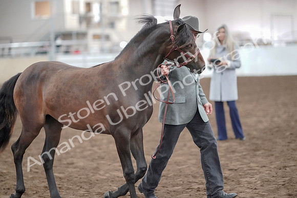 2019 Morgan Horse Show - Aug 31, 2019 - 02874