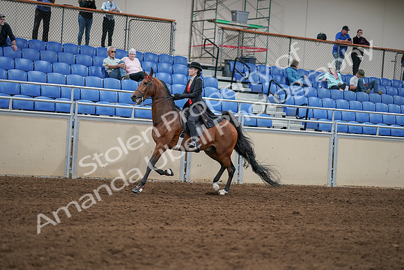 2020 - AB Morgan Horse - Sat, Sept 05 - 06731