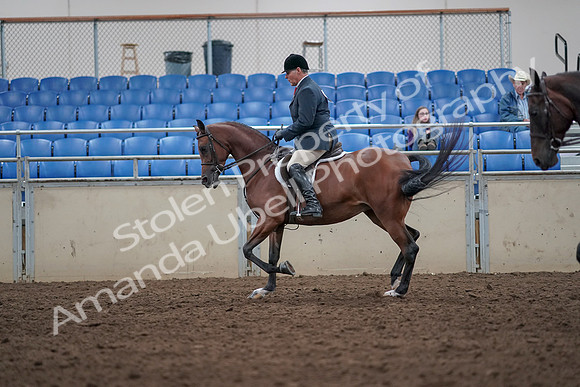 2019 Morgan Horse Show - Aug 31, 2019 - 14720