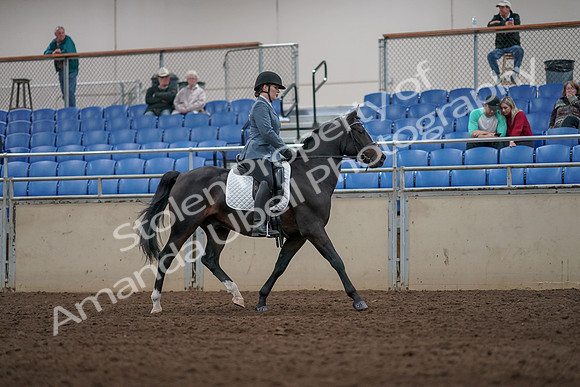 2019 Morgan Horse Show - Aug 31, 2019 - 07442