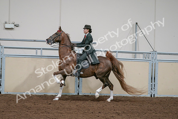 2020 - AB Morgan Horse - Sat, Sept 05 - 13055