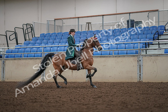 2019 Morgan Horse Show - Aug 30, 2019 - 28059