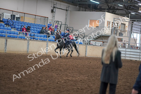 2019 Morgan Horse Show - Aug 30, 2019 - 12311
