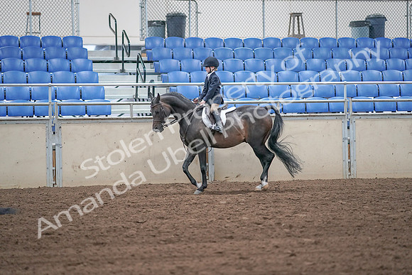 2019 Morgan Horse Show - Sept 01, 2019 - 05494