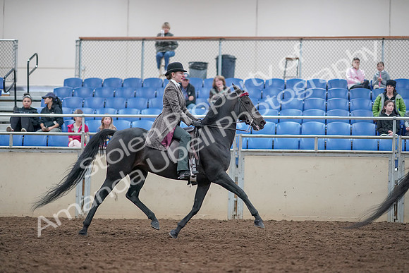 2019 Morgan Horse Show - Aug 31, 2019 - 09658