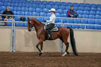 2020 - AB Morgan Horse - Sun, Sept 06 - 07472