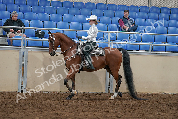 2020 - AB Morgan Horse - Sun, Sept 06 - 07472