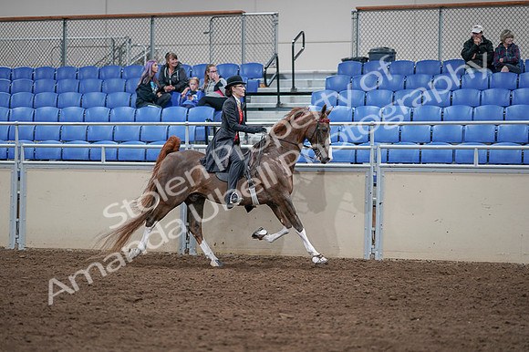 2020 - AB Morgan Horse - Fri, Sept 04 - 09871