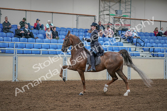2020 - AB Morgan Horse - Fri, Sept 04 - 11303