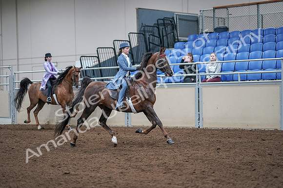 2020 - AB Morgan Horse - Fri, Sept 04 - 05052