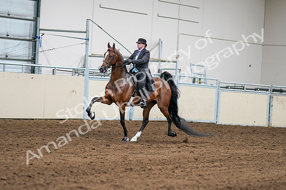 2020 - AB Morgan Horse - Sat, Sept 05 - 12966