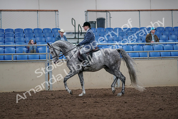 2019 Morgan Horse Show - Aug 31, 2019 - 14779