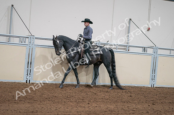 2020 - AB Morgan Horse - Fri, Sept 04 - 08377