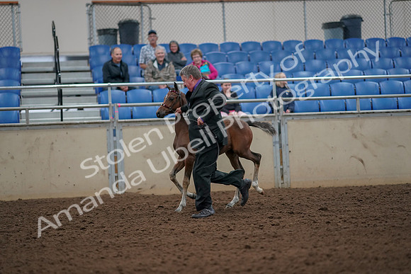 2019 Morgan Horse Show - Aug 30, 2019 - 24660