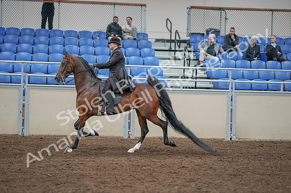 2020 - AB Morgan Horse - Fri, Sept 04 - 09553