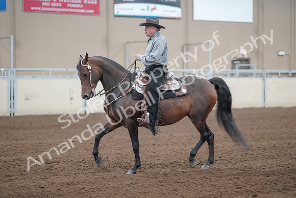 2019 Morgan Horse Show - Sept 01, 2019 - 07217
