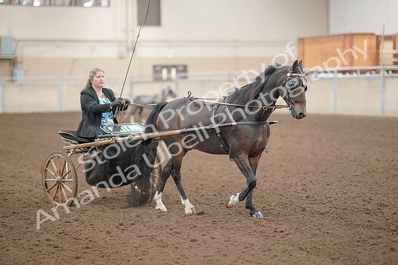 2019 Morgan Horse Show - Aug 31, 2019 - 04403