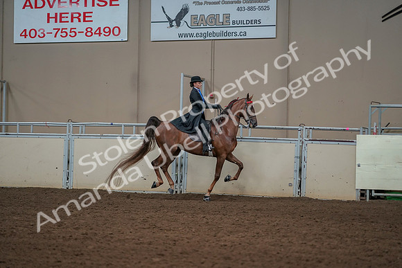 2019 Morgan Horse Show - Aug 30, 2019 - 25315